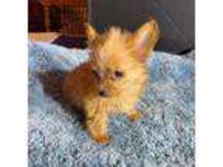 Yorkshire Terrier Puppy for sale in Rock Hill, SC, USA