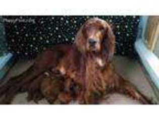 Irish Setter Puppy for sale in Candia, NH, USA