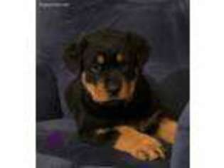 Rottweiler Puppy for sale in Hermitage, MO, USA