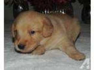 Mutt Puppy for sale in SALEM, OH, USA
