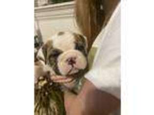 Bulldog Puppy for sale in Lowell, AR, USA