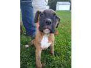 Boxer Puppy for sale in Vandalia, MI, USA