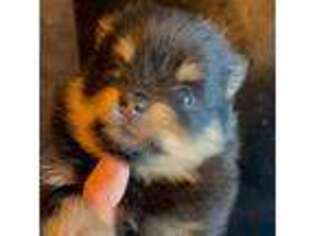 Pomeranian Puppy for sale in Pahrump, NV, USA