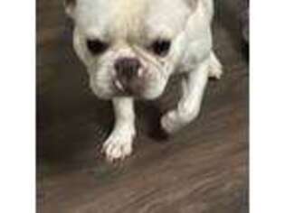 French Bulldog Puppy for sale in Olney, IL, USA