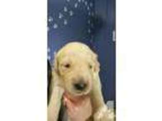 Golden Retriever Puppy for sale in OMAHA, NE, USA