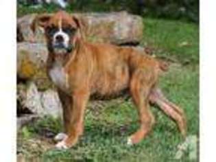Boxer Puppy for sale in WEST PLAINS, MO, USA