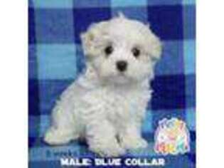 Maltese Puppy for sale in Rocky Point, NC, USA
