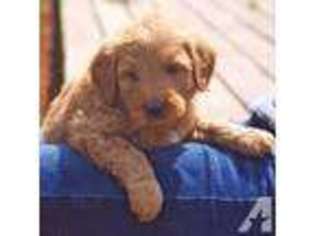 Australian Labradoodle Puppy for sale in HILLSBORO, OR, USA
