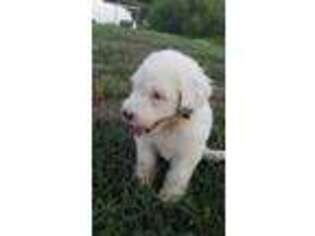 Saint Berdoodle Puppy for sale in Ripley, WV, USA
