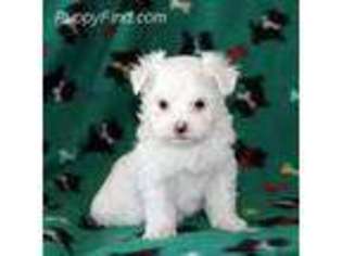 Maltese Puppy for sale in Alvord, TX, USA