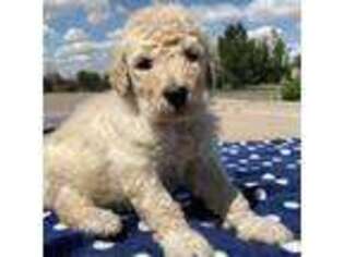 Goldendoodle Puppy for sale in Scottsdale, AZ, USA