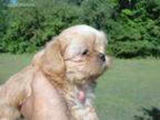 Mutt Puppy for sale in Center Barnstead, NH, USA