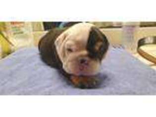 Bulldog Puppy for sale in Piedmont, SC, USA