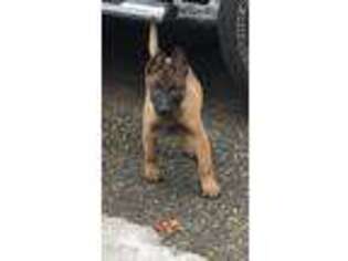 Belgian Malinois Puppy for sale in Boston, MA, USA