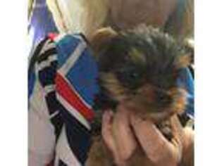 Yorkshire Terrier Puppy for sale in Pittsburg, KS, USA
