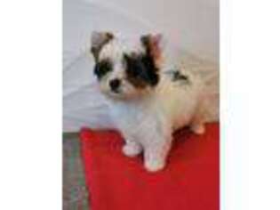 Biewer Terrier Puppy for sale in Portland, ME, USA