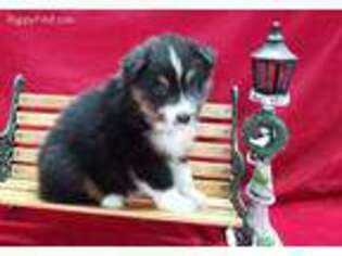 Miniature Australian Shepherd Puppy for sale in Shelbyville, TN, USA