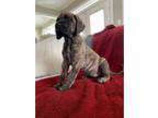 Great Dane Puppy for sale in Athens, AL, USA