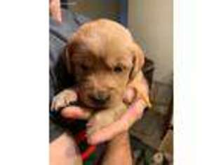 Golden Retriever Puppy for sale in Lynchburg, VA, USA