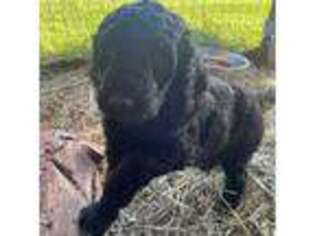Labradoodle Puppy for sale in Homer, AK, USA