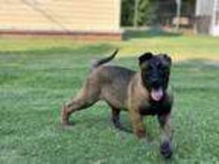 Belgian Malinois Puppy for sale in Charleston, SC, USA