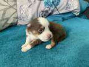 Miniature Australian Shepherd Puppy for sale in Wilmington, NC, USA