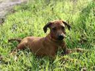 Rhodesian Ridgeback Puppy for sale in Crystal City, TX, USA