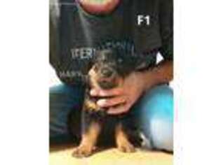 Rottweiler Puppy for sale in Apopka, FL, USA