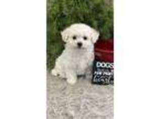 Bichon Frise Puppy for sale in Shipshewana, IN, USA