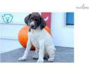 German Shorthaired Pointer Puppy for sale in Lancaster, PA, USA