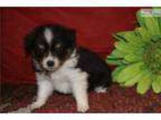 Miniature Australian Shepherd Puppy for sale in Moses Lake, WA, USA