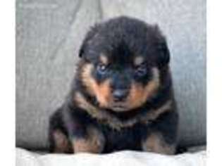 Rottweiler Puppy for sale in Lagrange, IN, USA