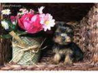 Yorkshire Terrier Puppy for sale in Kingsport, TN, USA