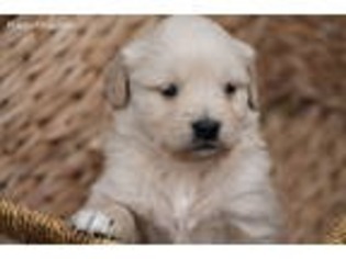 Golden Retriever Puppy for sale in Champaign, IL, USA