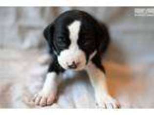 Catahoula Leopard Dog Puppy for sale in Annapolis, MD, USA