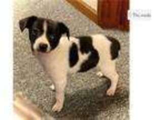 Rat Terrier Puppy for sale in Cleveland, OH, USA