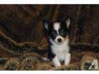 Chihuahua Puppy for sale in PORTLAND, OR, USA