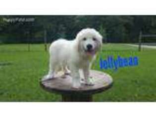Great Pyrenees Puppy for sale in Griffin, GA, USA