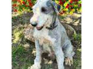 Old English Sheepdog Puppy for sale in Caney, KS, USA