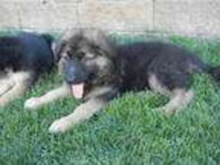 German Shepherd Dog Puppy for sale in Cheswick, PA, USA