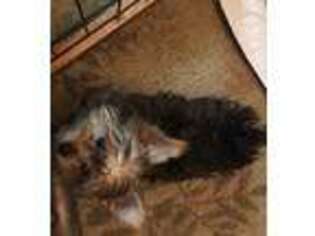 Yorkshire Terrier Puppy for sale in Mc Gill, NV, USA
