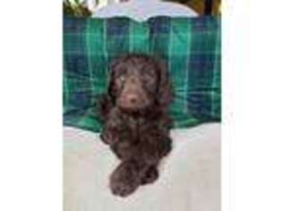 Labradoodle Puppy for sale in Gainesville, MO, USA