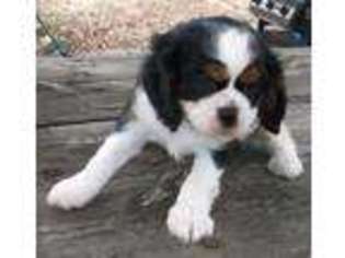 Cavalier King Charles Spaniel Puppy for sale in Noble, OK, USA