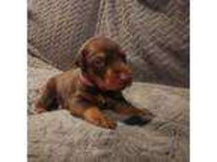 Doberman Pinscher Puppy for sale in Green Lane, PA, USA