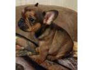 French Bulldog Puppy for sale in Carrollton, MO, USA