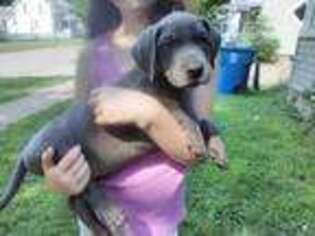 Great Dane Puppy for sale in Marshall, MI, USA
