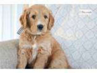Golden Retriever Puppy for sale in Kalamazoo, MI, USA