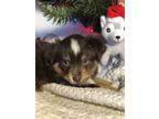 Miniature Australian Shepherd Puppy for sale in Madison, MS, USA