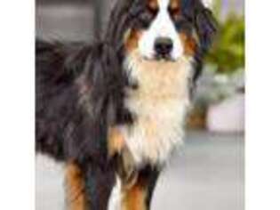 Bernese Mountain Dog Puppy for sale in Creston, OH, USA