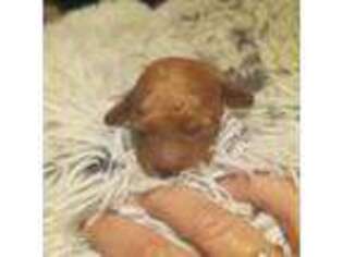 Mutt Puppy for sale in Eustis, FL, USA